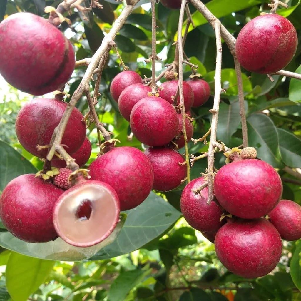 Red Longan Bring Vibrancy Tropical Fruit Seeds
