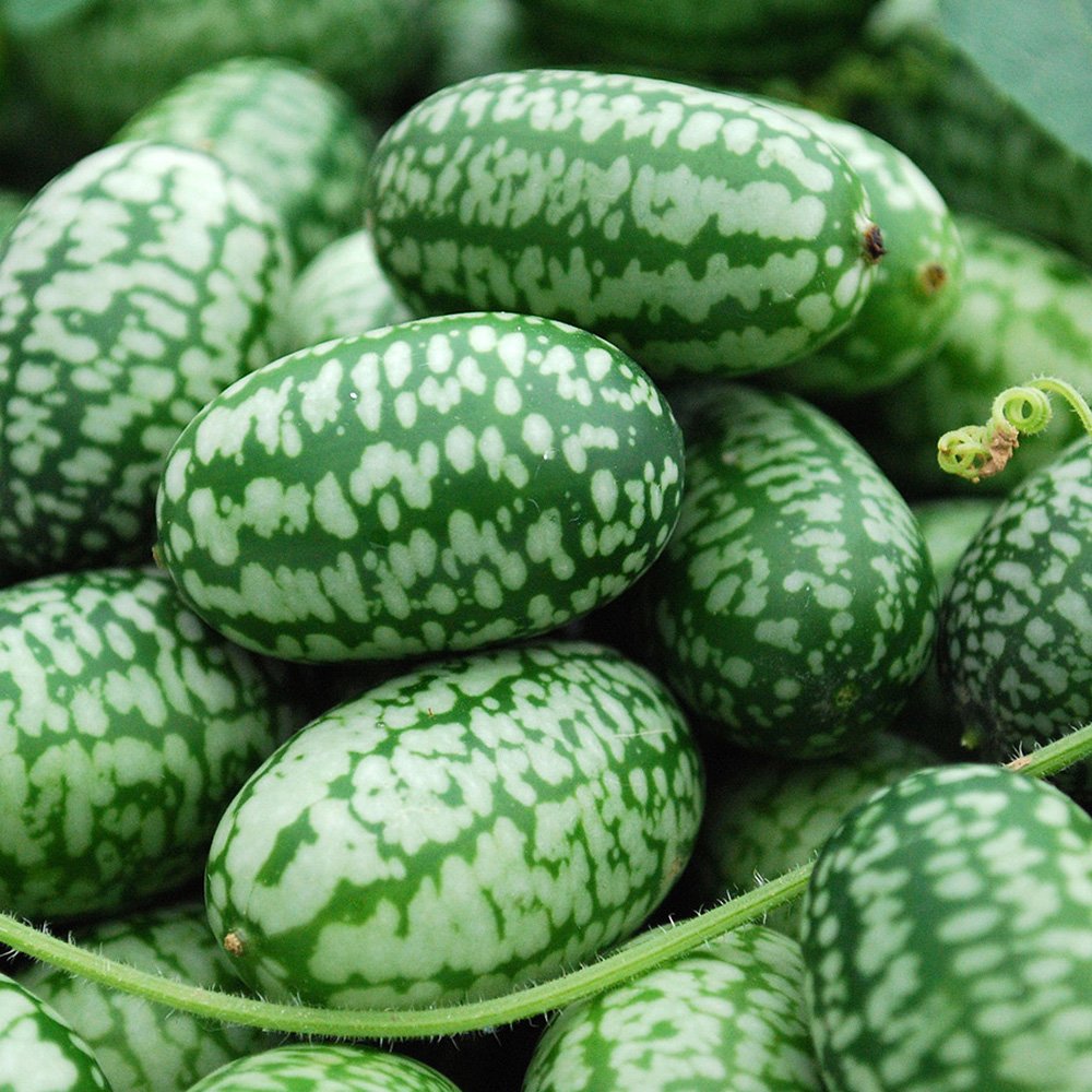 Mini Melon Compact Sweet Juicy Fruit Seeds