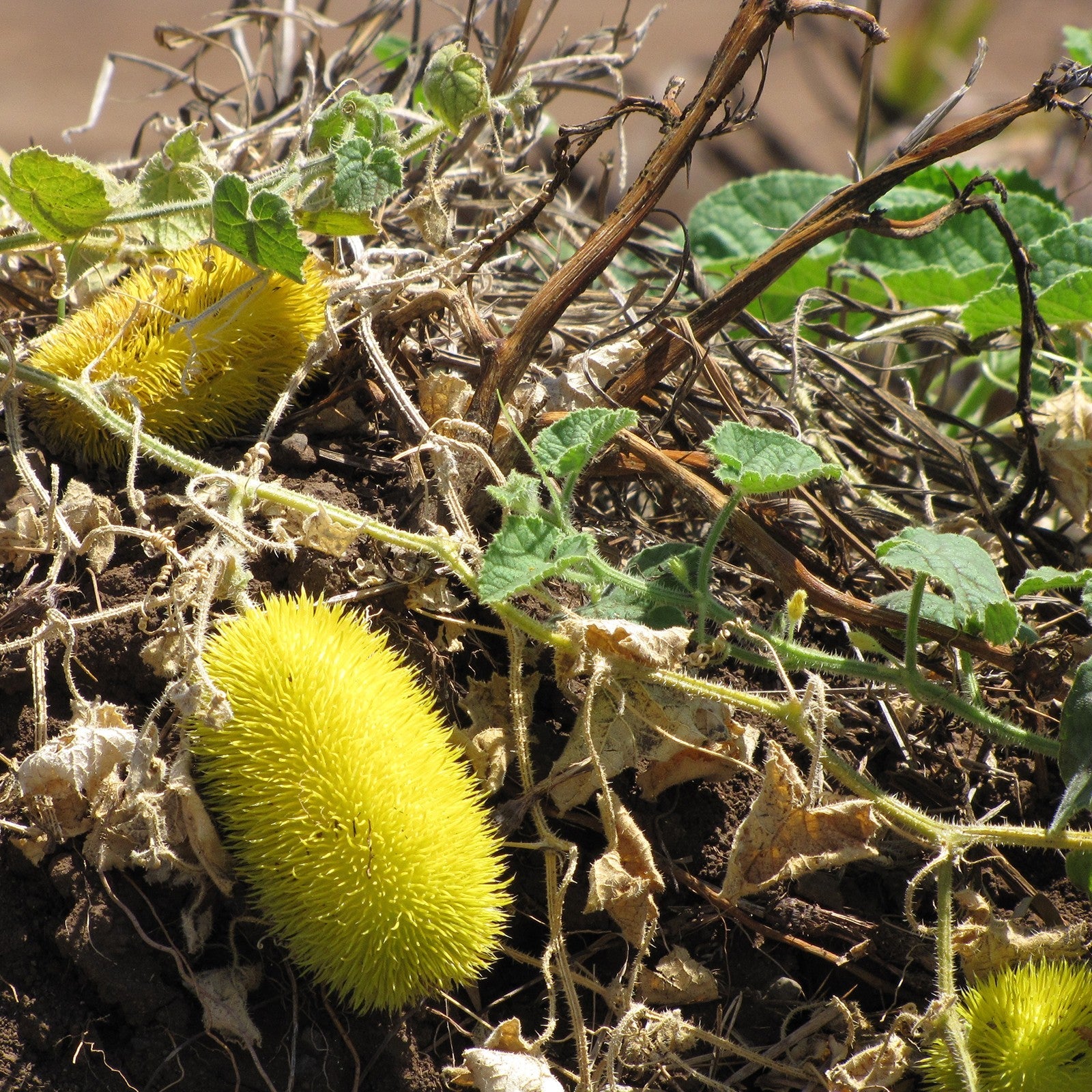 Cucumis Dipsaceus Hardy Uncommon Fruits Fruit Seeds