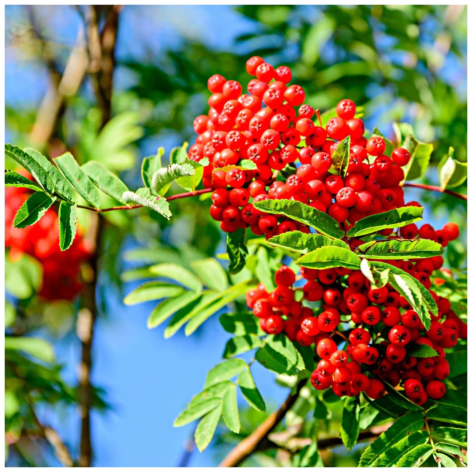 red ilex opaca fruit beautiful evergreen Fruit Seeds