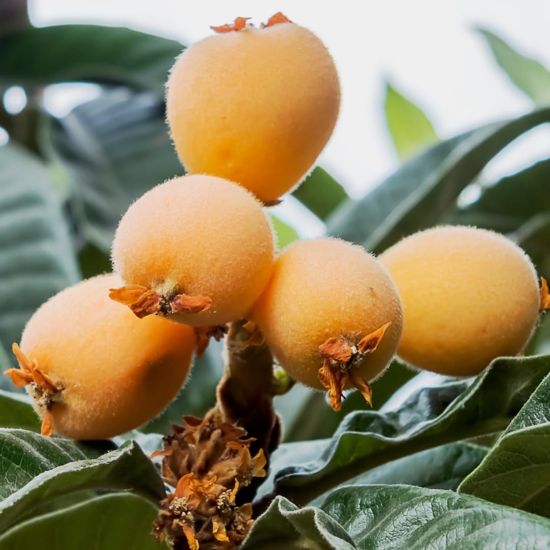 Tanaka Loquat Tree Hardy Production Fruit Seeds