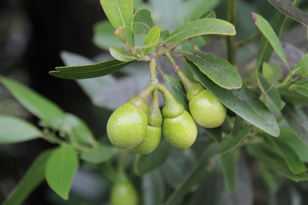 Bay Laurel Fruit Aromatic And Flavorful Trees Fruit Seeds