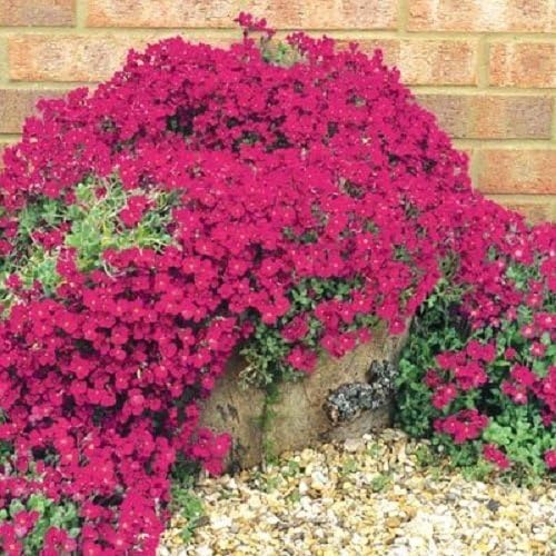 Red Cress Aubrieta Flower Seeds