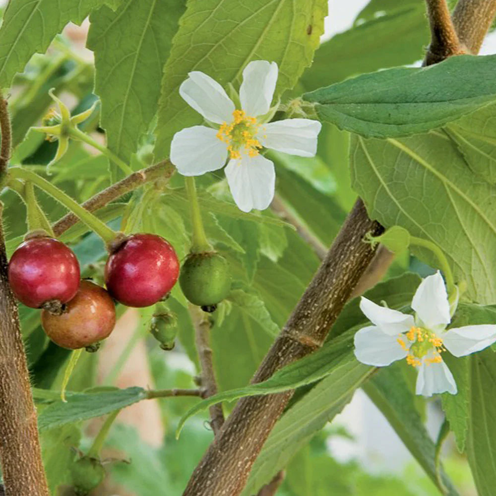 Jamaica Cherry A Tropical Treasure Fruit Seeds
