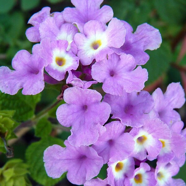 Violet Lantana Flower Seeds - Heirloom Non GMO High Germination Flower Seeds for Home Garden
