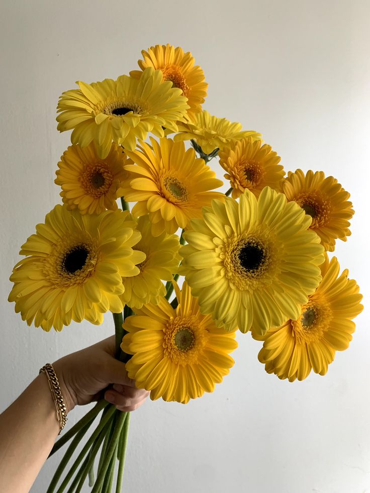 Yellow Gerbera – Flower Seeds - Heirloom Non GMO Organic Seeds for Planting Home Garden