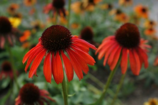 Firebird Coneflower Flower Seeds - Heirloom Non GMO High Germination Garden Planting Seeds