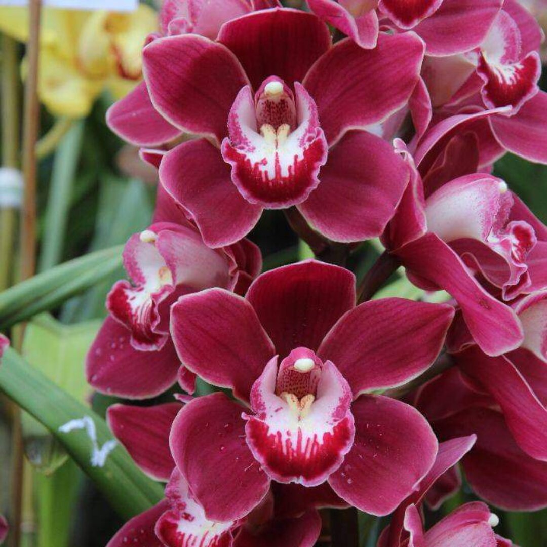Cymbidium Orchid Flower Seeds