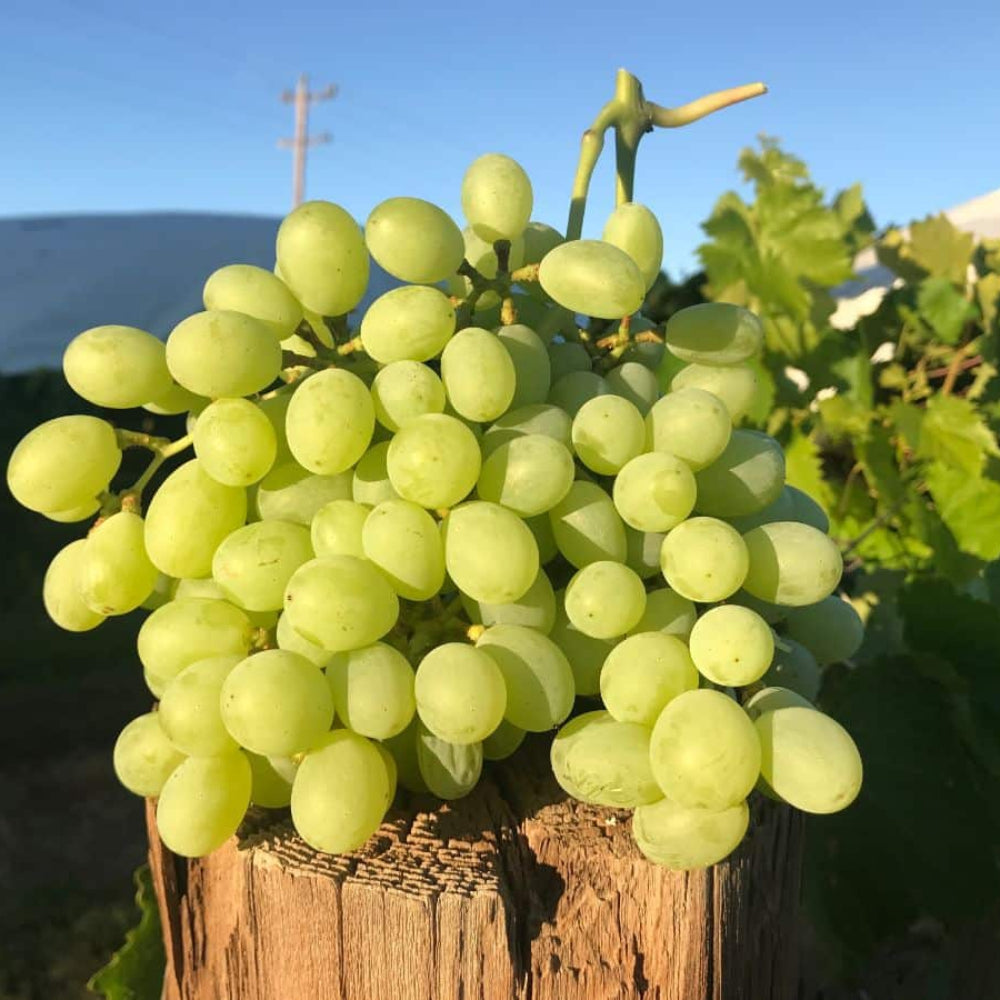 golden grapes fruit for planting sweet your garden heirloom Fruit seeds