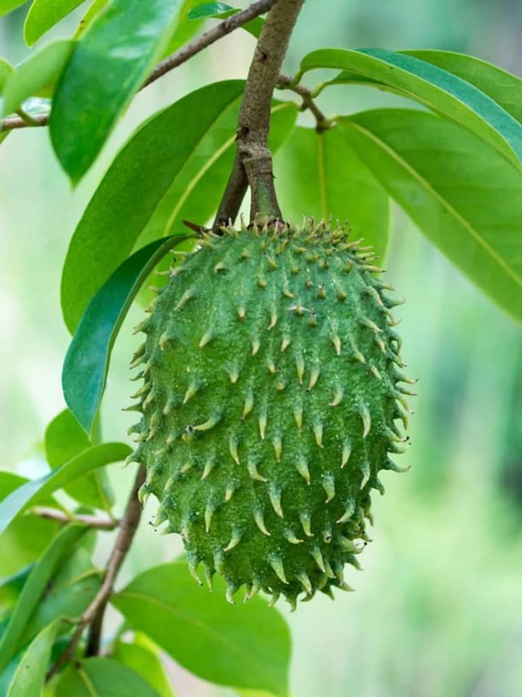annona muricata sirsak prickly custard graviola guanabana fruit for planting Fruit seeds