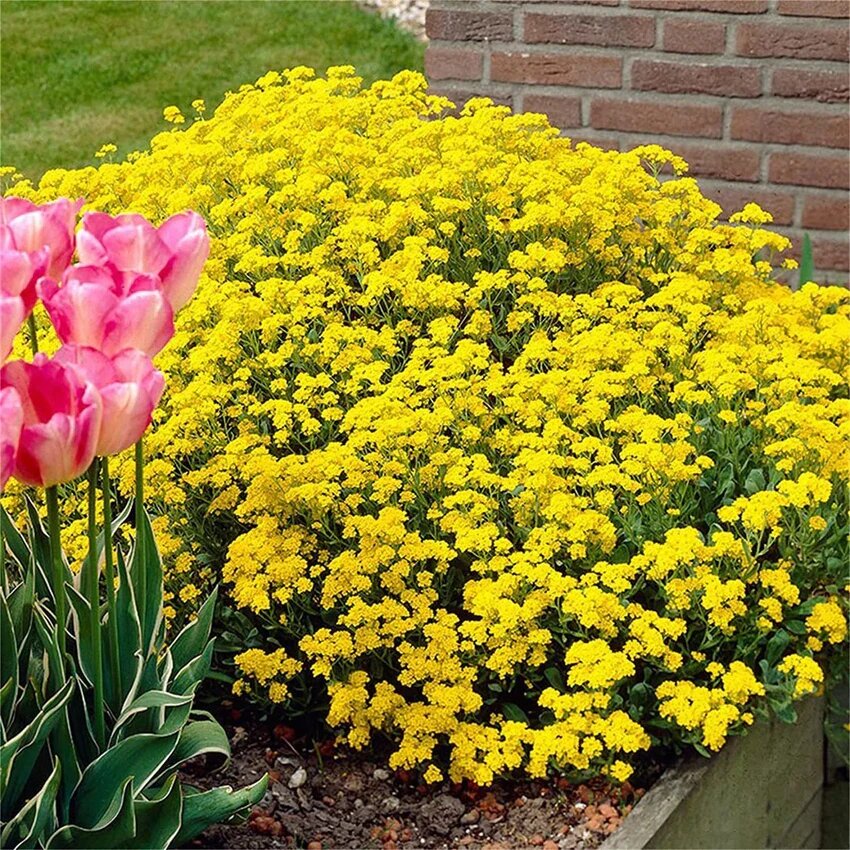 Yellow Thyme Flower Seeds