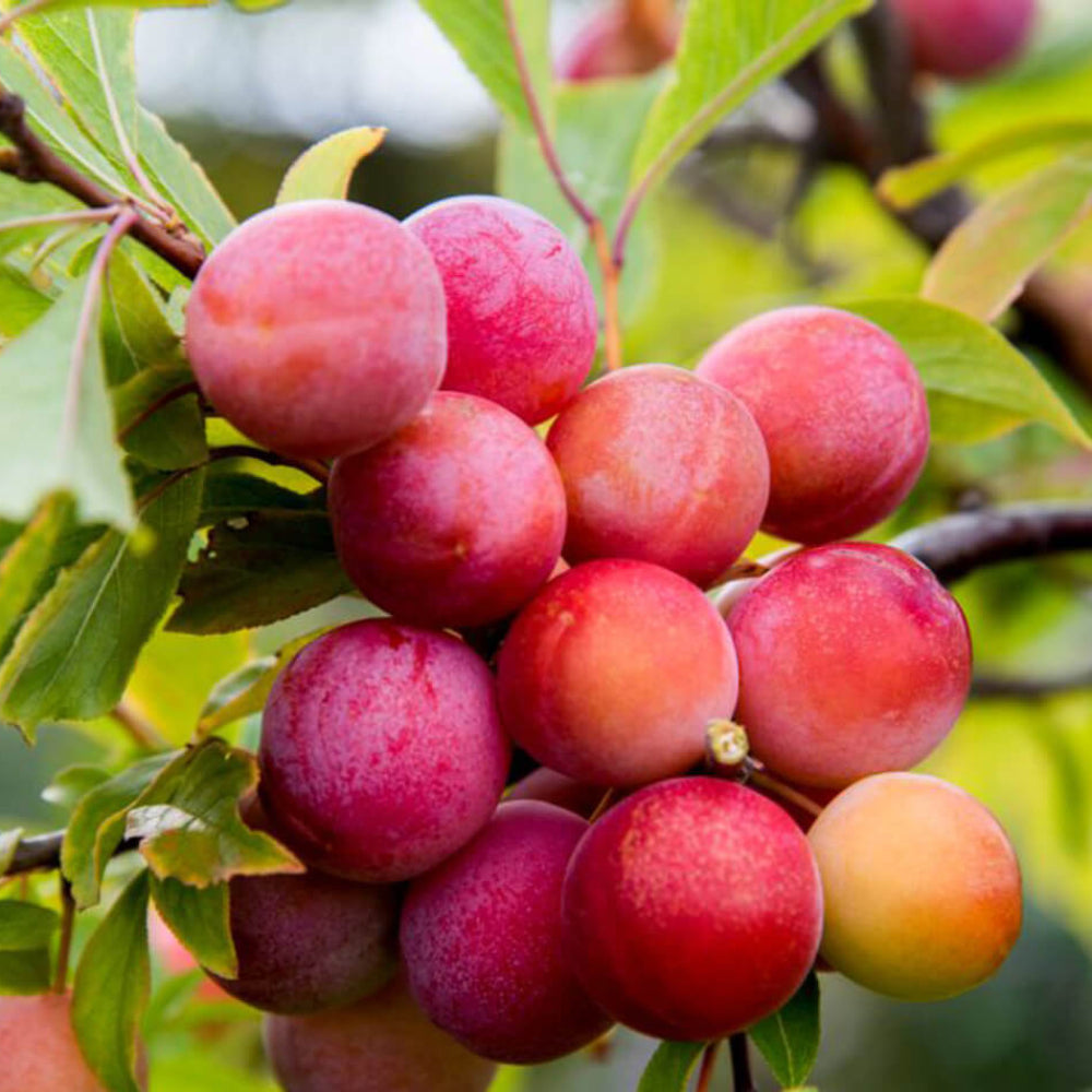 Mirabelle Plum Fruit Cultivating Sweet Juicy Plums Fruit Seeds