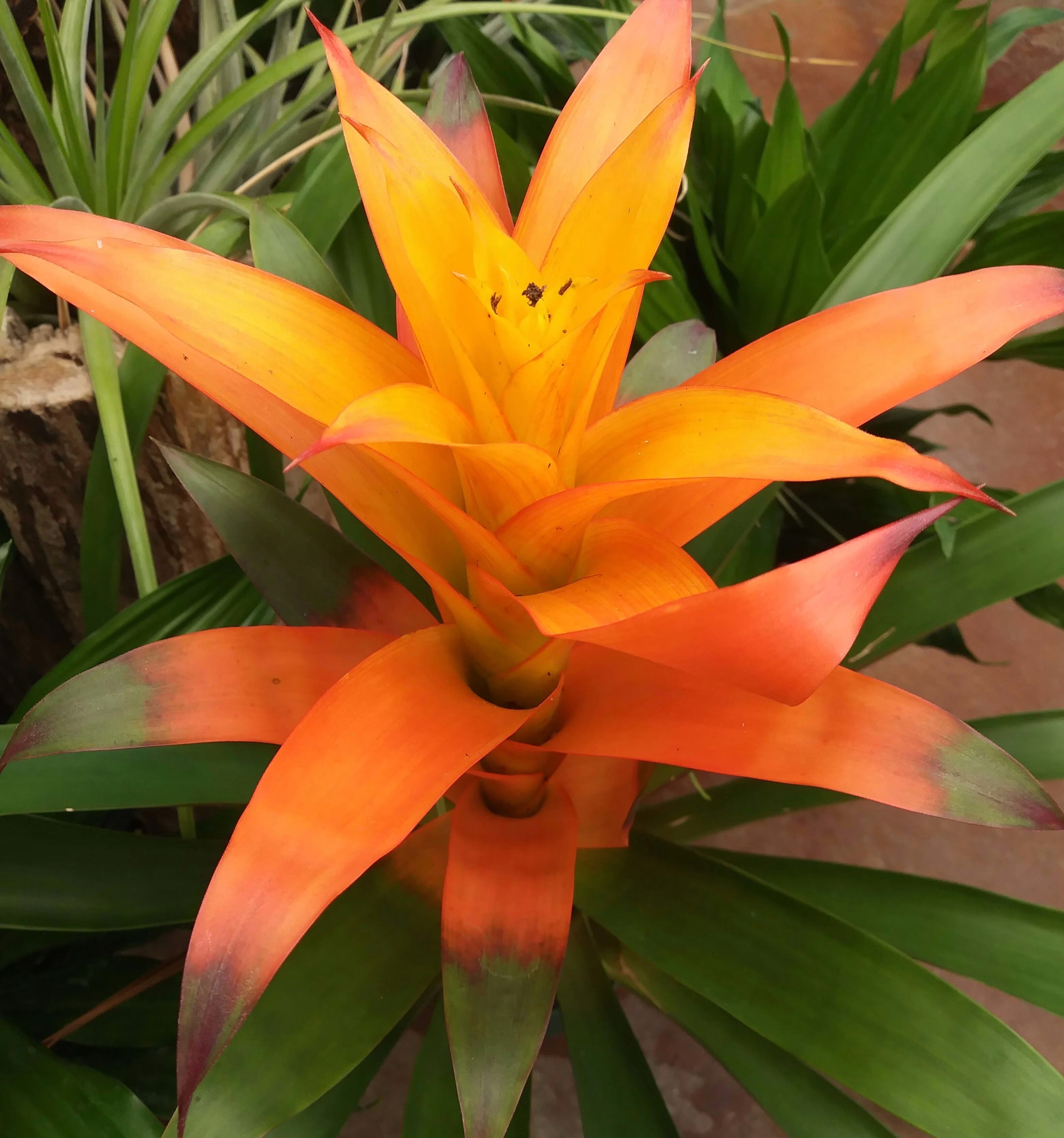 Orange Bromeliad Flower Seeds