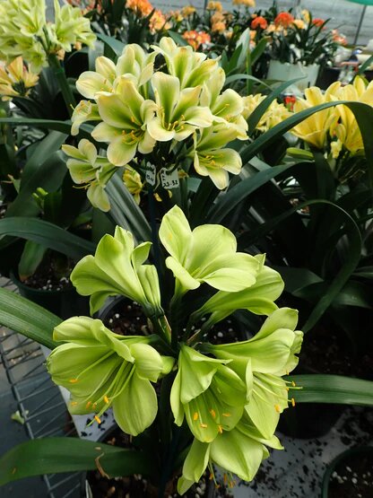 Green Perennial Clivia Flower Seeds - Heirloom Non GMO High Germination Flower Seeds for Home Garden Planting
