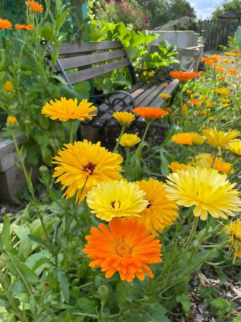 Mixed Calendula Flower Seeds