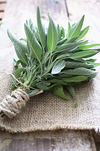 Giant Sage Plant Seeds Green herb seeds - healthy herbs, kitchen garden garden seeds