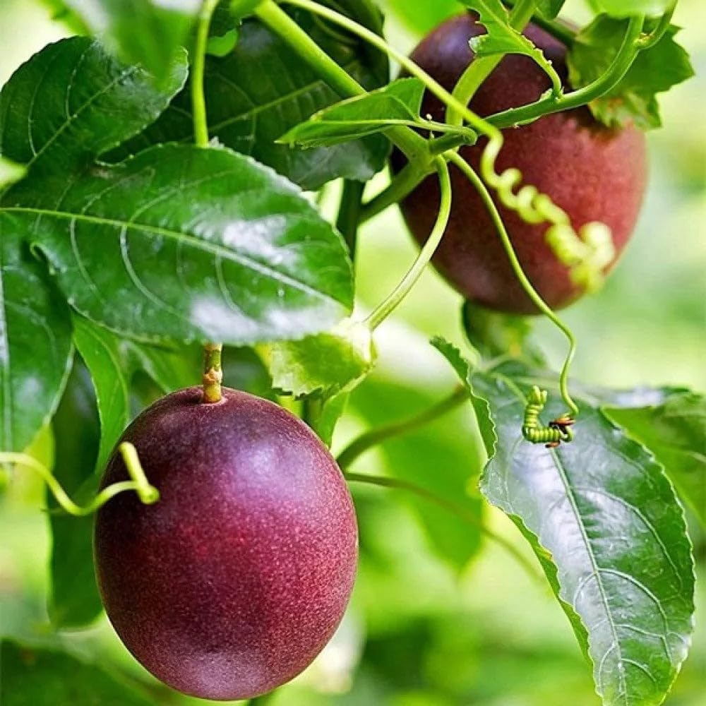 Miniature Passion Grow Sweet Fragrant Fruit Seeds