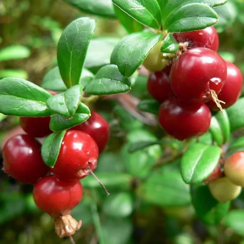 Vaccinium Vitis Lush Berry Bushes Fruit Seeds