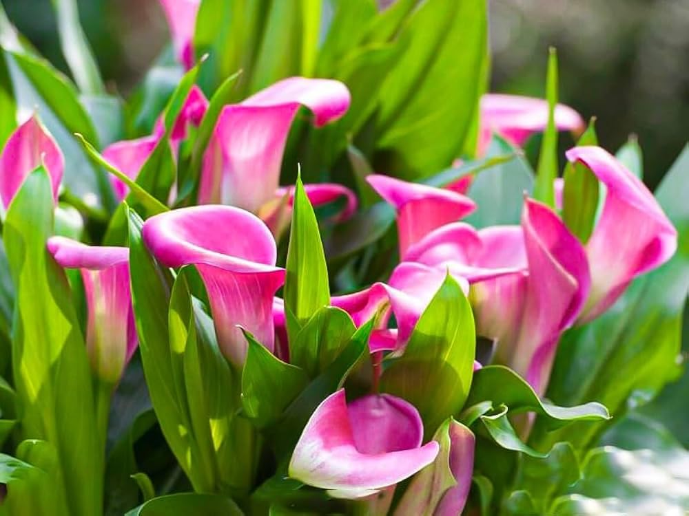 Mixed Spathiphyllum Flower Seeds