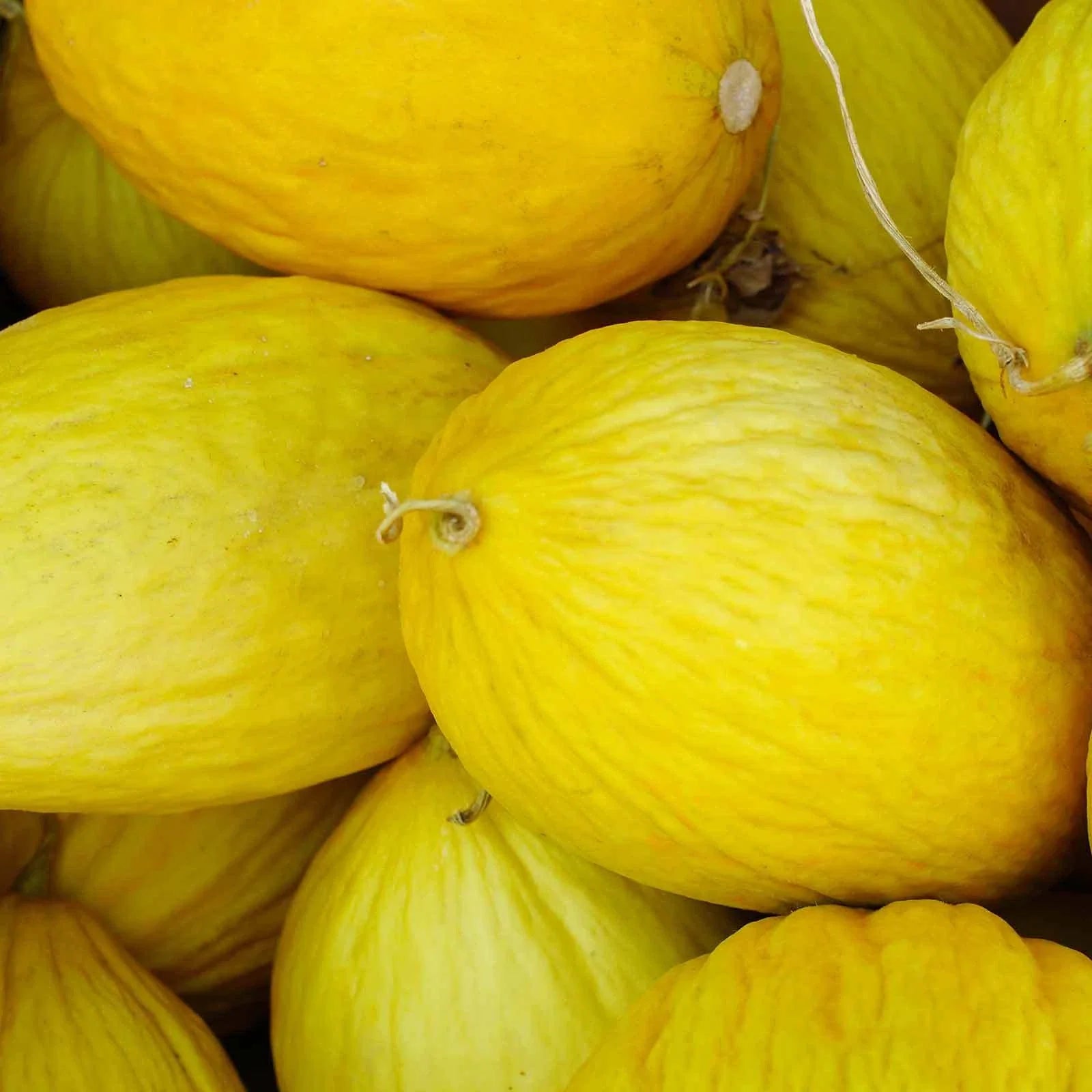 Crenshaw Melon Grow Your Own Fruit Seeds