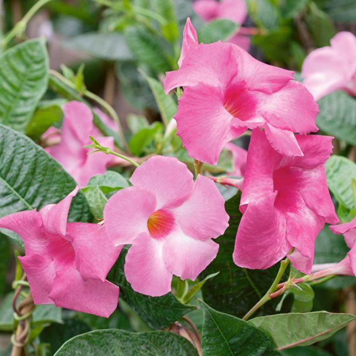 Dipladenia Sanderi Flower Seeds - Heirloom, Non GMO, High Germination, Organic Garden Seeds