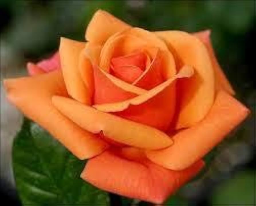Orange Osiria Rose Flower Rosa Spp