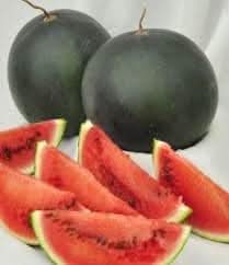 Densuke Watermelon Fruit Premium Melon Varieties For Fruit Seeds