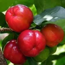 new fresh malpighia fruit exotic superfruit for nutrient rich berries Fruit seeds