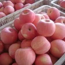 grape tree for cultivating your own vines heirloom non gmo Fruit seeds