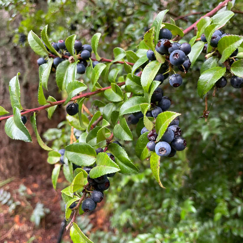 Black Huckleberry Fruit Plant Tangy And Berry Harvests Heirloom Fruit Seeds