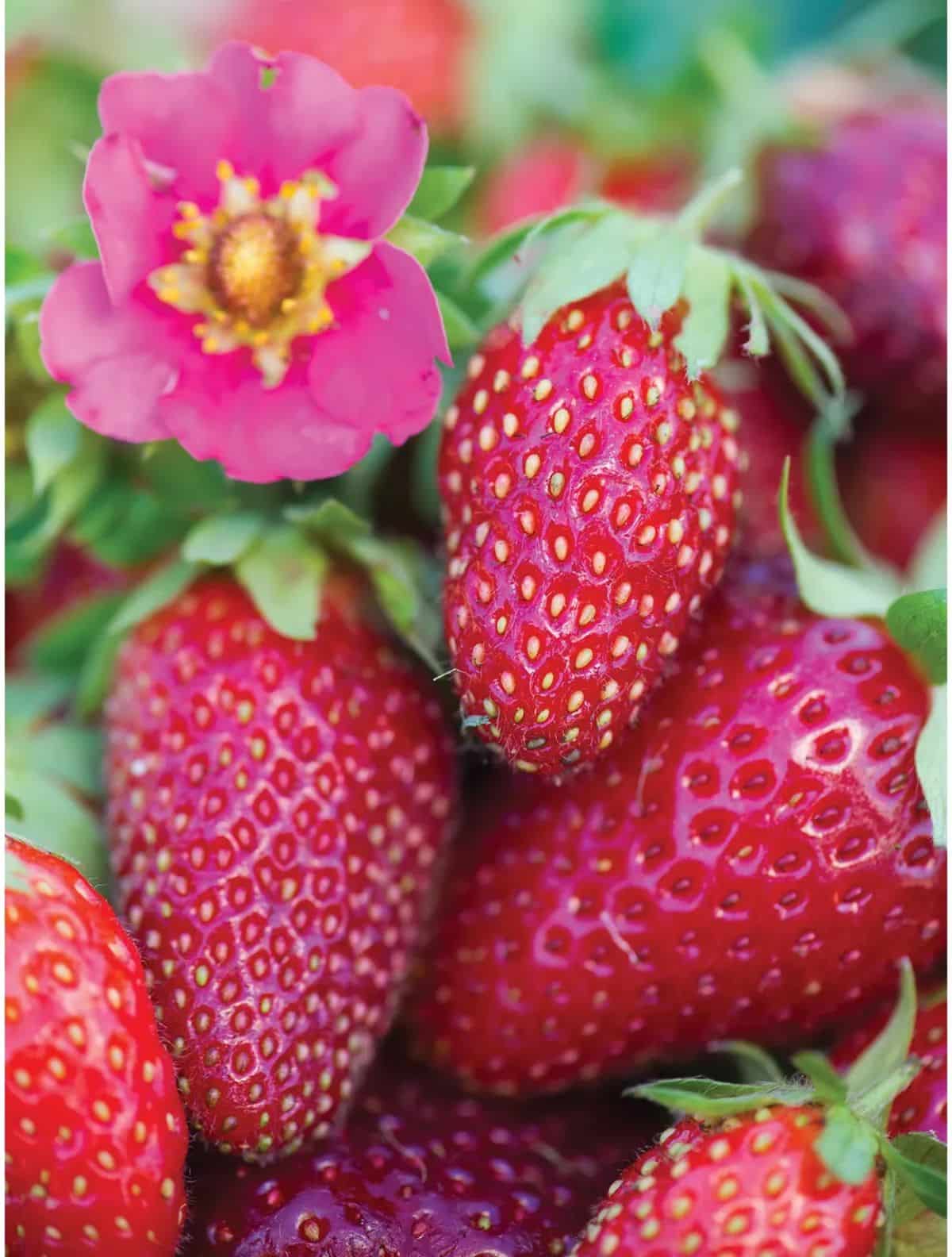Pink Strawberry Ideal Gmo Free Fruit Seeds