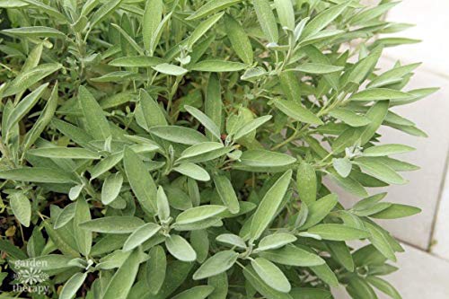 Giant Sage Plant Seeds Green herb seeds - heirloom, natural growing garden seeds