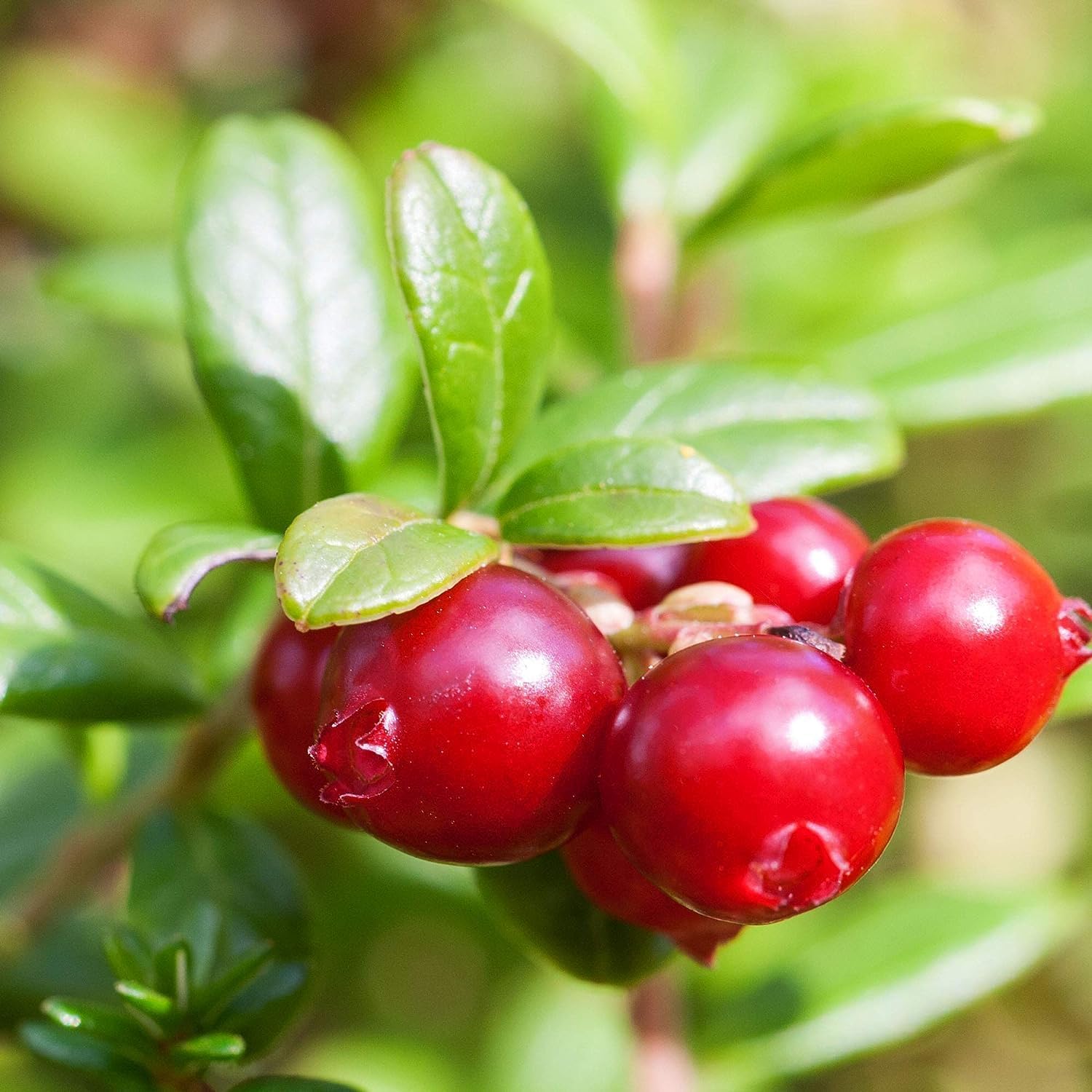 Cranberry Fruit Tart Cranberries Heirloom Non Gmo Fruit Seeds