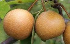Wild Pear Pyrus Communis Bonsai Ideal Ornamental Gardens For Kitchen Fruit Seeds