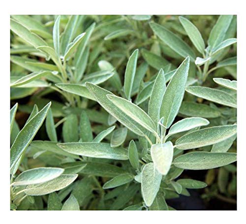 Giant Sage Plant Seeds Green for Planting herb seeds - organic, fresh harvest garden seeds