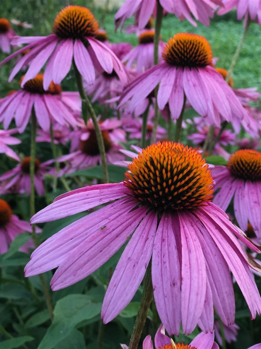 Purple Coneflower Flower Seeds – Rare Blooming Plants for Balcony & Outdoor Gardens