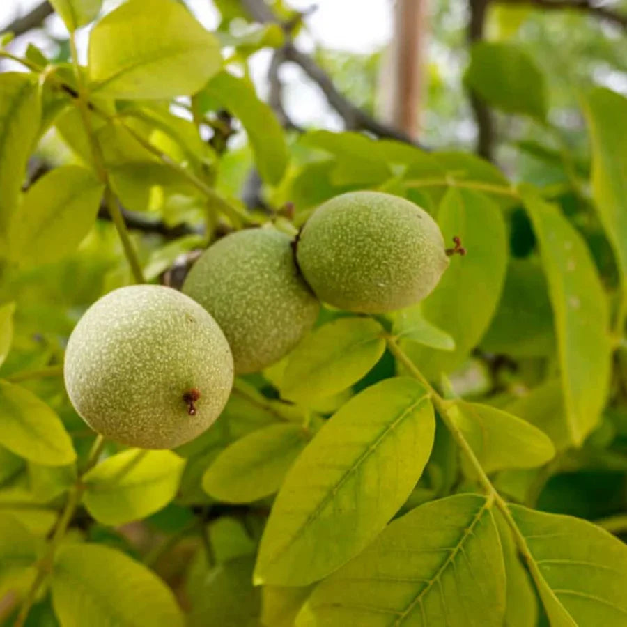 Green Walnut Plant Grow Your Own Nut Trees With High Quality Fruit Seeds