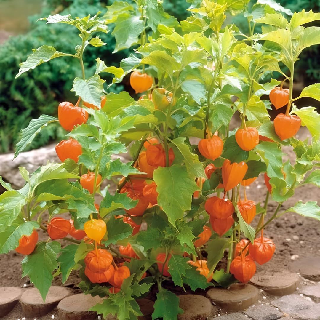 Physalis Fruit Tangy And Nutrient Rich Berries Fruit Seeds