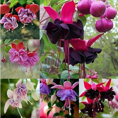 Giant Fuchsia Flower Seeds