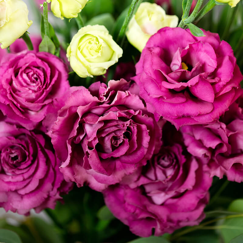 Pink Eustoma Flower Seeds – Exotic Flowering Plants for Colorful Backyard Seeds - Heirloom Non GMO High Germination Gard