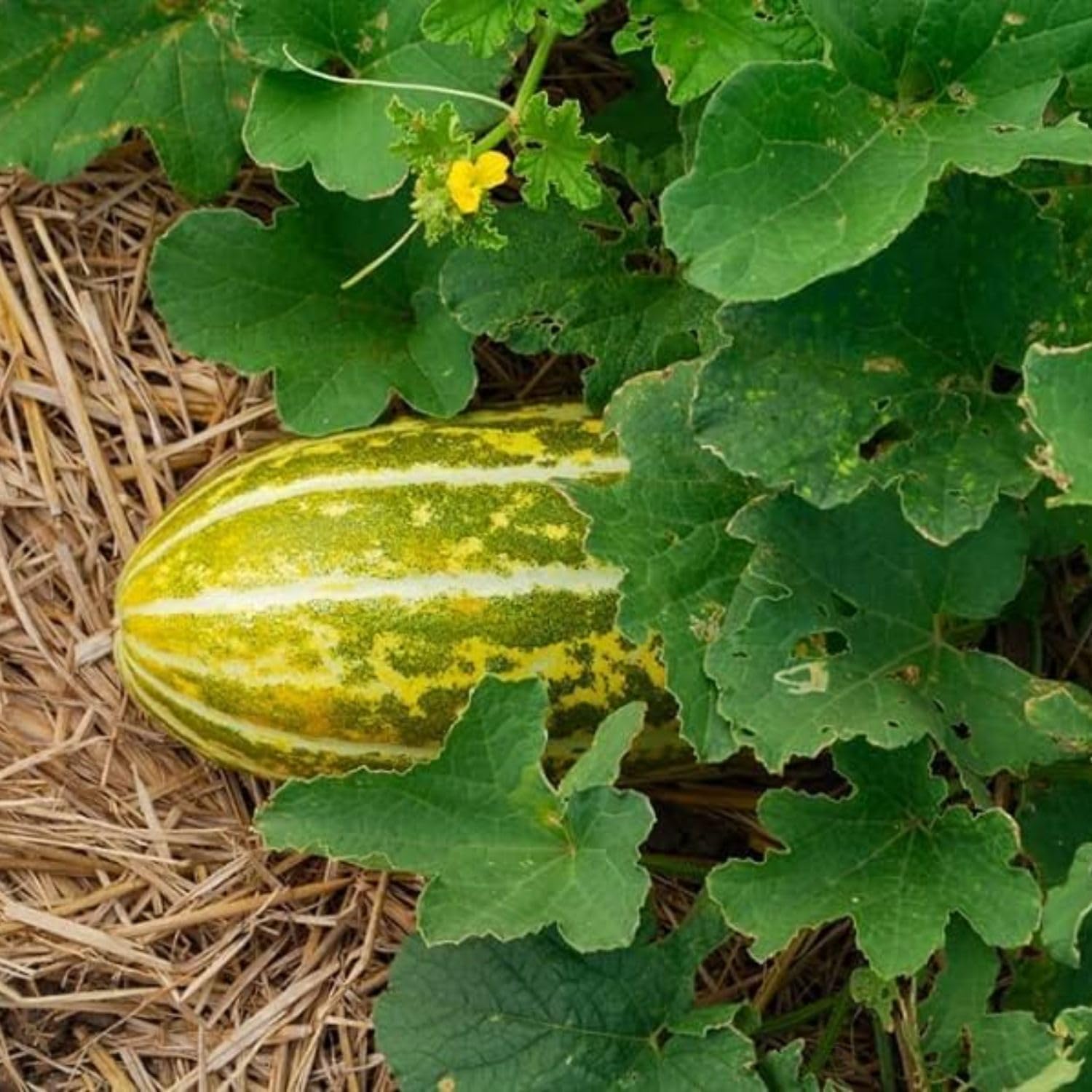 Bateekh Samara Melon Fruit Sweet And Refreshing Varieties Fruit Seeds