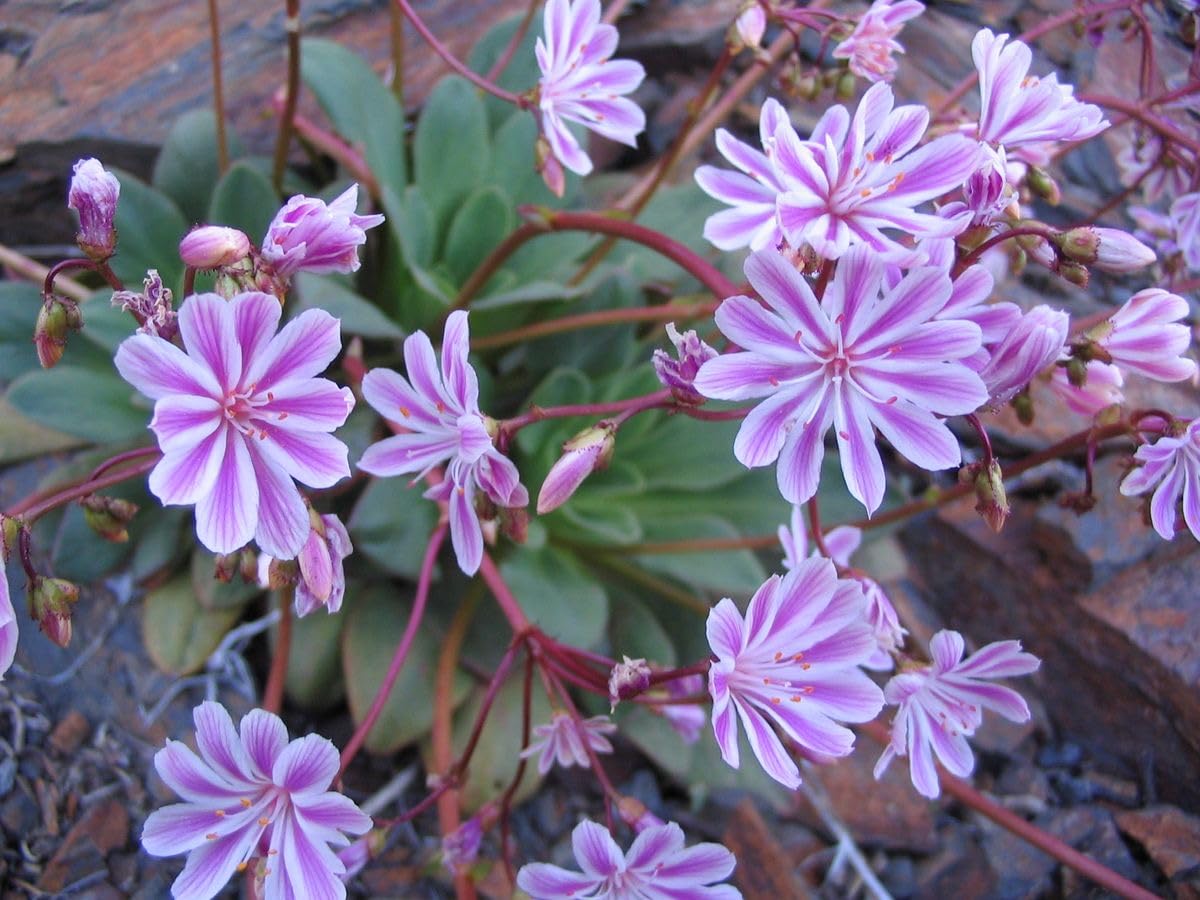 Red Lewisia Flower Seeds
