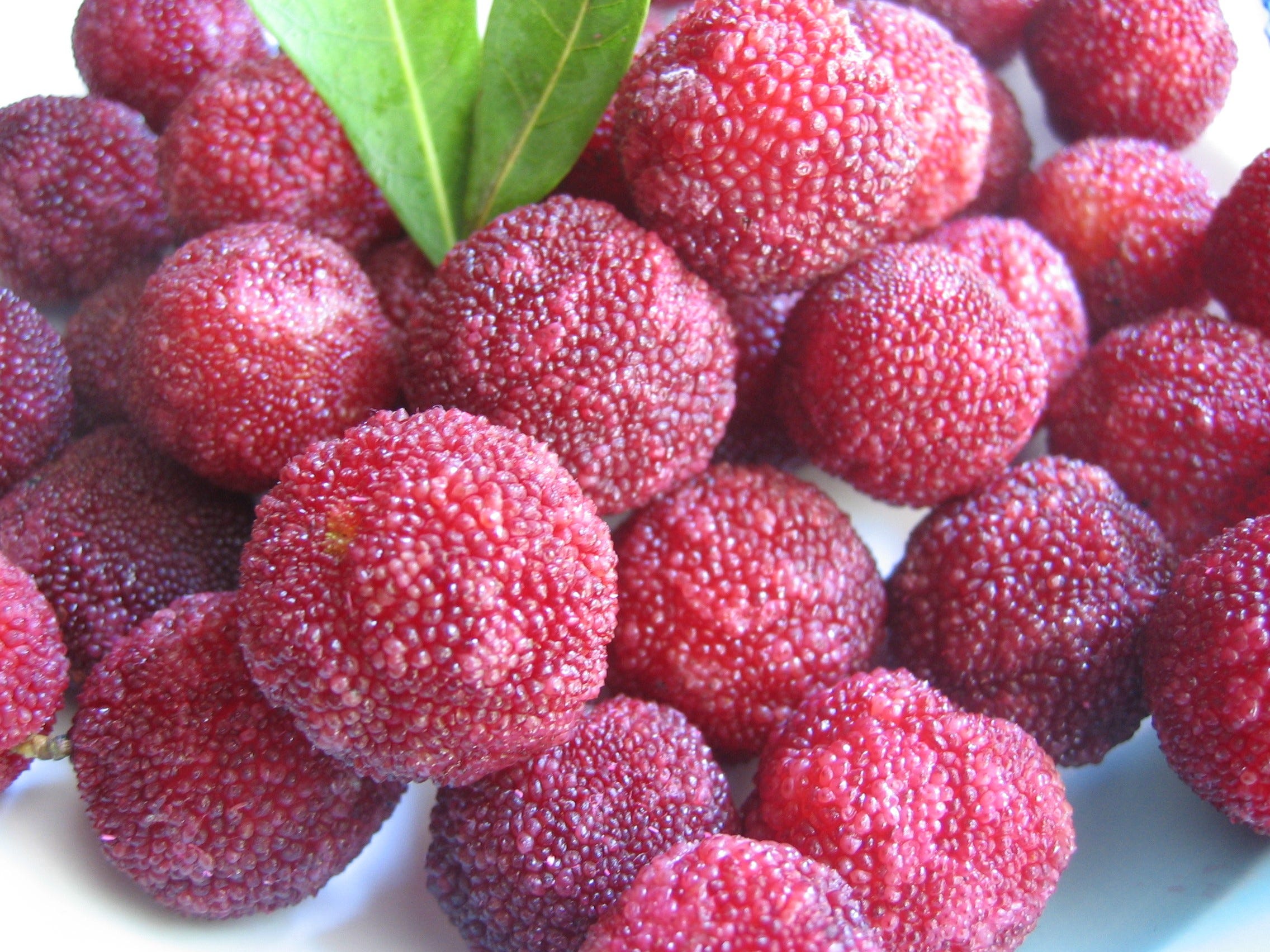 Pink Arbutus Bayberry Ideal Fruit Seeds