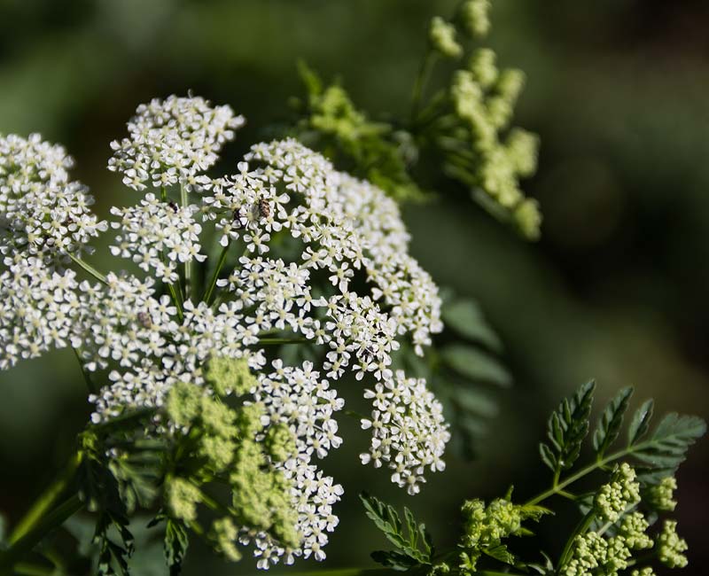 Hemlock Flower Seeds - Heirloom, Non GMO, High Germination, Organic Garden Seeds