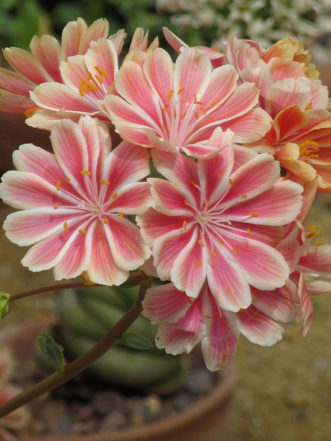 Pink Lewisia Flower Seeds