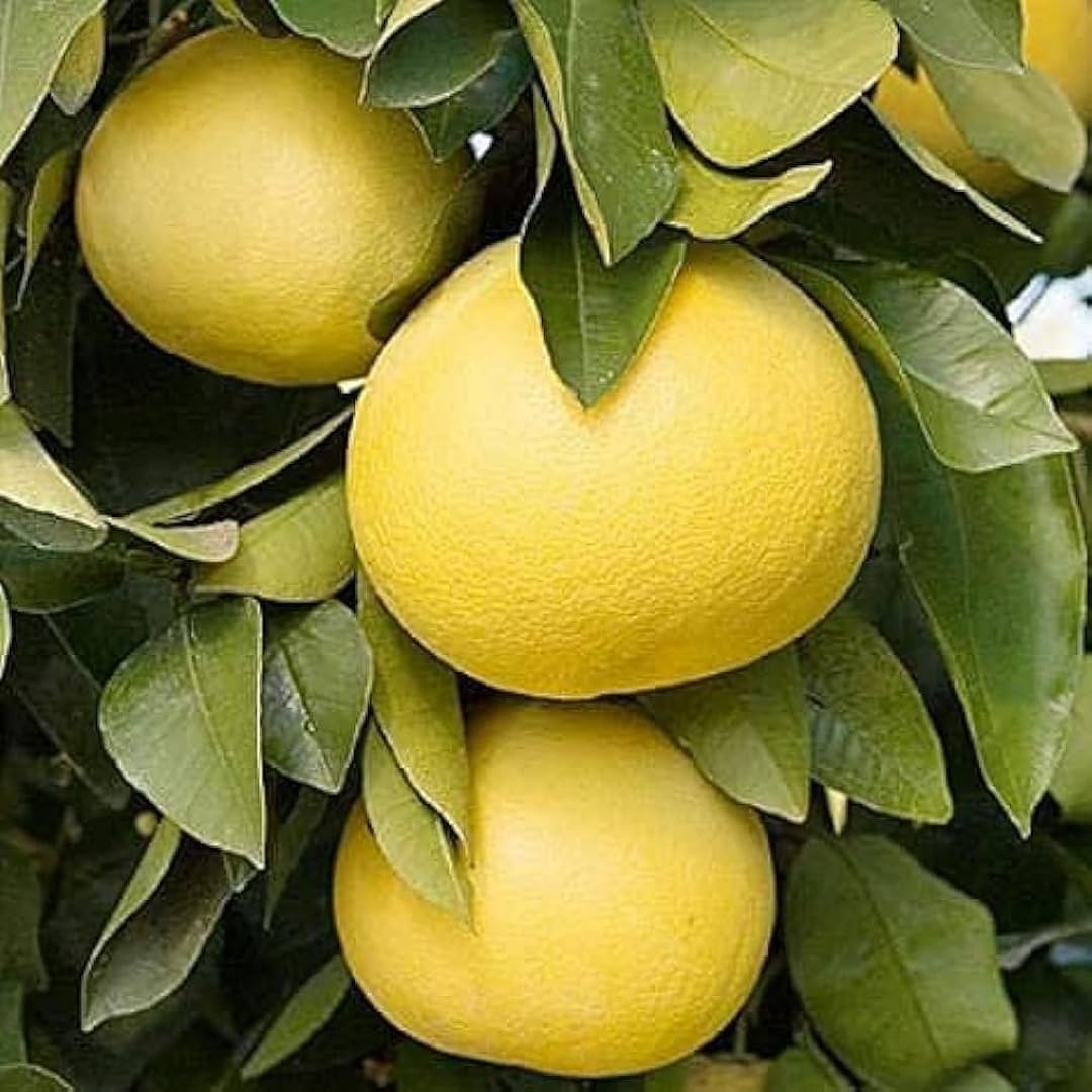 daffoodils pomelo fruit for planting grow Fruit Seeds