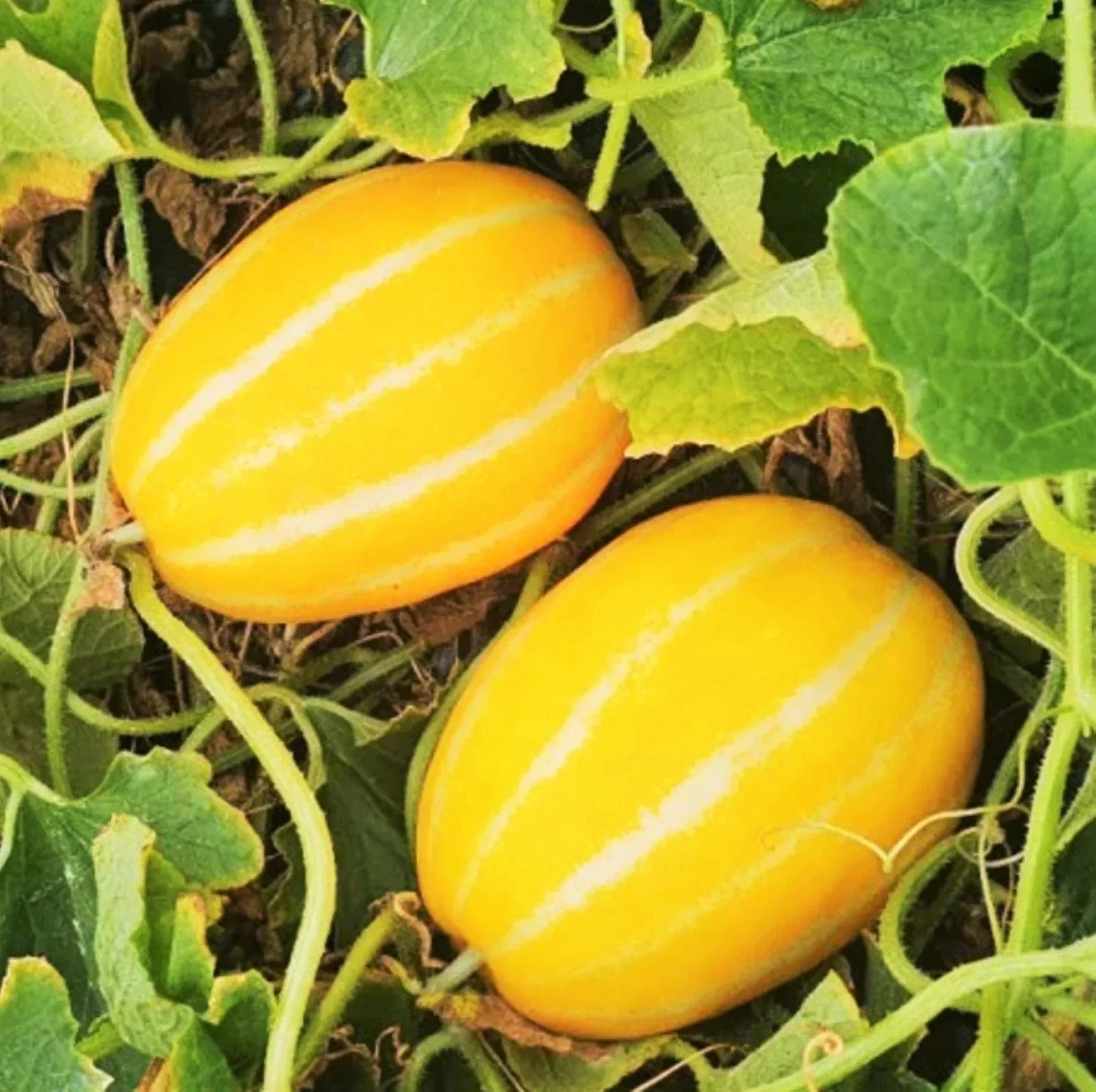 yellow korean melon sweet and refreshing Fruit Seeds