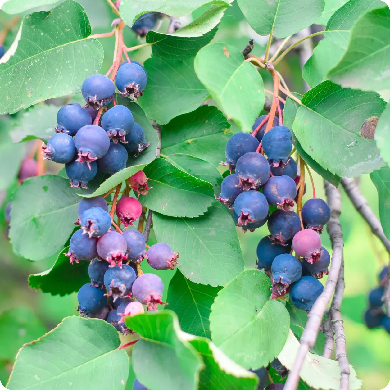 Juneberry Fruit Sweet And Nutritious Berries Fruit Seeds