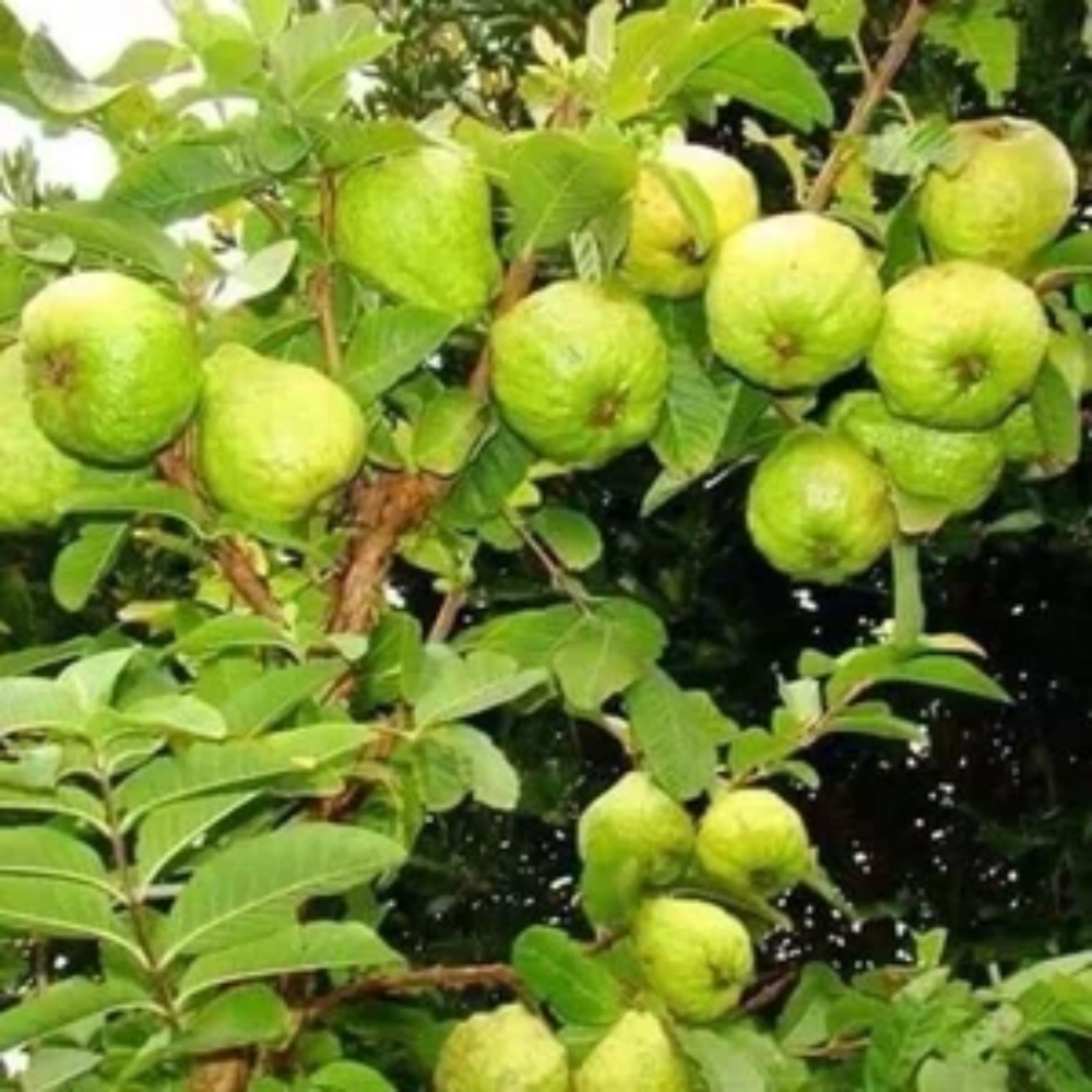 Red Rhombifolia Fruit Beautiful Ground Cover Plants Home Fruit Seeds