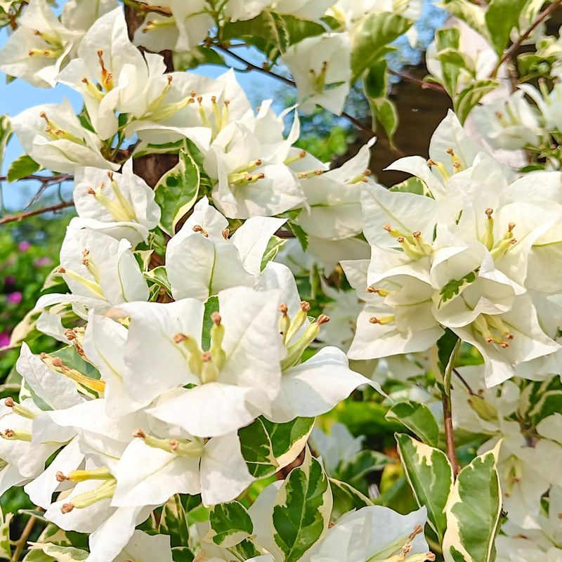 White Bougainvillea Flower seeds – Blooming Plants - Heirloom Non GMO High Germination Garden Seeds for Planting